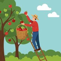 Man Picking Apples From Tree Using Ladder Into a Basket vector