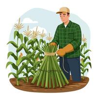 Farmer Tying Bundle of Corn Stalks in Field Illustration vector