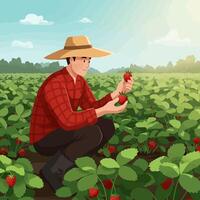Farmer Harvesting Fresh Strawberries in Field on Sunny Day vector