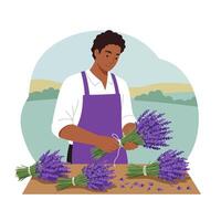 Man Tying Lavender Bouquets on Table in Field of Flowers vector