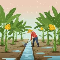 Farmer Working in Banana Field During Rain Weather Illustration vector