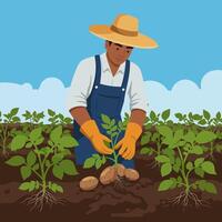 Farmer Planting Potato Crop in the Field Under a Sunny Sky vector