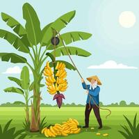 Harvesting Bananas Farmer Using Traditional Method on a Sunny Day vector