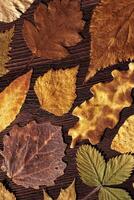 Trend autumn pattern from colored autumnal leaves with water drops, on dark brown wood, top view nature flat lay, colorful foliage as natural seasonal background. Fall aesthetic photo, vertical photo