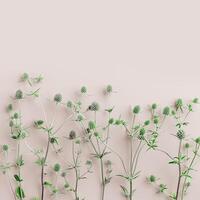 Botanical pattern from natural wild flowers, minimal style, green prickly plants on beige background, copy space. The sea holly or eryngo aesthetic still life nature flat lay, view, autumnal card photo