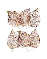 Autumnal golden brown leaves pattern isolated on white background, vein leaf textured foliage, organic design. Aesthetic nature macro trends, minimal autumn seasonal flat lay, fall pattern photo