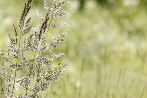 Closeup view of green beige grasses growing in meadow at sunlight. Natural, warm, serene atmosphere. Natural beauty landscape, Minimal natural texture pattern of summer grass, blur background photo