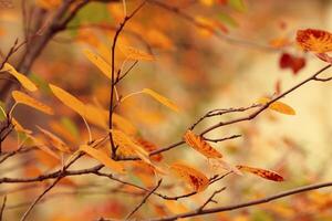 Beautiful autumn nature background with yellow leaves on tree branches or berry bushes and blurry background with sunlight and bokeh, Autumnal colorful foliage in park or forest, fall backdrop photo