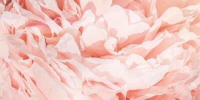 Beautiful view of pink peonies close up lit by sunlight, midday light shadows, wide banner. Color gradient top view beauty nature aesthetic background. Natural floral pattern selective focus photo