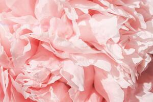 Beautiful view of white pink peonies close up lit by sunlight, midday light shadows, sun glare. Color gradient top view beauty nature aesthetic background. Natural floral pattern, selective photo