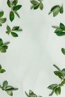 Minimal spring frame from tree branches with young green leaves. Botanical seasonal styling background with copy space, nature aesthetic fon. New twigs of tree, monochrome colored, vertical photo