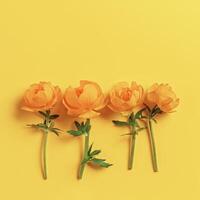 Yellow flowers Trollius or Globeflower on yellow background, minimal flat lay, monochrome aesthetic botanical modern still life, set of natural blooming spring floret, top view pattern photo