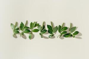 Spring tree branches with new leaf and catkins, Top view green leaves with shadow at sunlight, minimal composition. Beginning Spring nature flat lay, trendy still life from young twigs of tree photo