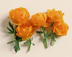 Yellow orange colored flowers Trollius or Globeflower on beige background, minimal flat lay composition, aesthetic botanical modern still life, natural blooming spring floret, above view photo