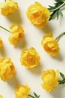 Spring seasonal styling, minimal style pattern from delicate flowers peony yellow on light background, nature design flat lay spring season, natural blossoming blooms, top view composition photo