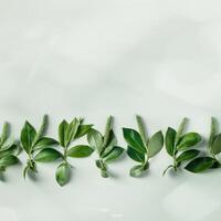 Spring tree branches with new leaf and catkins, soft green monochrome season card, Top view green leaves with shadow at sunlight. Beginning Spring nature background, trendy still life photo