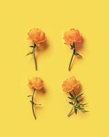 Yellow flowers Trollius or Globeflower on yellow color background, minimal flat lay, monochrome aesthetic botanical modern still life, set of natural blooming spring floret, top view pattern photo