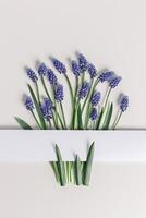 Spring flowery minimal flat lay from Muscari flowers. Blue blooming florets on beige background, copyspace. Beautiful spring flower grape hyacinth close-up, delicate blooms bouquet, aesthetic photo