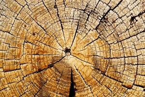 Slice of wood timber with rings and cracks as natural pattern, abstract nature background. Natural wooden organic texture wallpaper, design element, monochrome nature gradient colored photo