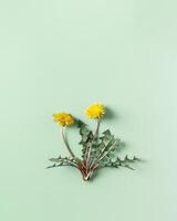 Spring yellow blowball flower on soft green colored background, copy space, trend botanical poster, natural wildflower dandelion with green leaves, minimal style flat lay, aesthetic top view photo