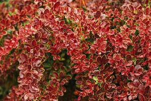 Red autumn bushes after rain shiny on sun, fall leaves texture as season beauty nature background. Autumnal natural pattern from vivid color wet foliage with raindrops, red leaf view photo