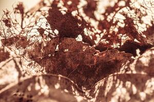 Decaying leaf close up as nature environment monochrome background. Veins skeleton of old dead leaves, biological decay, ecology concept. Shallow depth of field macro photo, sunlight and shadow photo