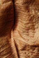 Texture of dry autumn leaf, macro photo as organic nature background. Fall colors leaves texture close up with veins, beauty of nature. Trend botanical design wallpaper, environment pattern