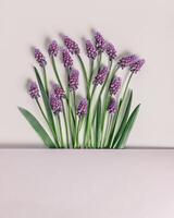 Spring flowery minimal flat lay Muscari flower. Purple blooming florets on beige background, copy space. Beautiful spring flower grape hyacinth close-up, delicate blooms bouquet, aesthetic photo