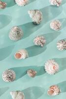 Minimal summer trend pattern with seashells in row at sunlight, aesthetic monochrome still life turquoise color, Summer vacation concept, abstract nature top view natural shells with sun shadows photo