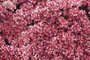 Small magenta flowers as floral nature background, flowery aesthetic nature close up macro pattern, botanical design background, top view photo, scenery beauty nature wallpaper, selective photo