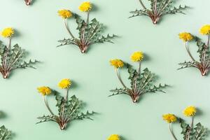 Spring yellow blowball flower on green background, trend botanical pattern, natural beautiful wildflower dandelion with green leaves, minimal style geometric composition, creative pattern photo