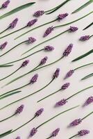 Spring flowery minimal flat lay pattern of Muscari flowers. Purple blooming florets on beige background. Beautiful spring flower grape hyacinth close-up, delicate blooms bouquet, aesthetics photo