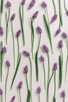 Spring flowery minimal flat lay pattern of Muscari flowers. Purple blooming florets on beige background. Beautiful spring flower grape hyacinth close-up, delicate blooms bouquet, aesthetic photo