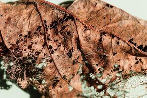 Decaying leaf close up as nature environment background. Veins skeleton of old dead leaves, biological decay, ecology concept. Shallow depth of field macro photography, sunlight and shadow photo