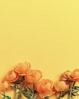 Frame from Yellow flowers Trollius or Globeflower on yellow color background, minimal framing flat lay, monochrome aesthetic botanical modern still life, natural blooming spring floret photo
