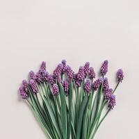 Spring flowery minimal flatlay Muscari flowers. Purple blooming florets on beige background, copy space. Beautiful spring flower grape hyacinth close-up, delicate blooms bouquet, aesthetic photo