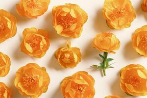 Spring seasonal styling, minimal style pattern fm delicate flowers peony orange on beige background, nature design flat lay spring season, natural blossoming blooms, top view composition photo