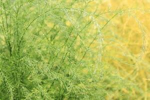 Lush Green plants asparagus or sparrow grass with shiny on sun raindrops, abstract nature background, natural pattern, decorative green yellow grass texture, summer rainy day, color gradient photo