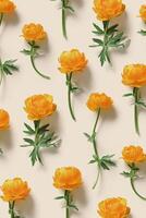 Spring season styling, minimal style pattern from delicate flowers peony orange on beige background, nature design flat lay spring season, natural blossoming blooms, top view composition photo