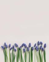 Spring flowery minimal flat lay frm Muscari flowers. Blue blooming florets on beige background, copyspace. Beautiful spring flower grape hyacinth close-up, delicate blooms bouquet, aesthetic photo