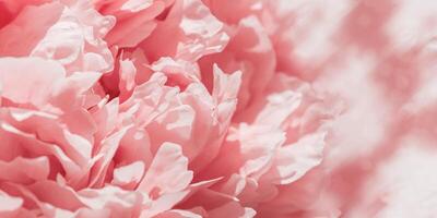 Beautiful view of pink peonies close up lit b sunlight, midday light shadows, wide banner. Color gradient top view beauty nature aesthetic background. Natural floral pattern selective focus photo
