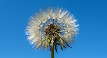 Delicate Dandelion Seed Head Against a Vibrant Azure Blue Sky Background photo