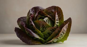 A Stunning CloseUp of a Fresh Red Leaf Lettuce Head photo