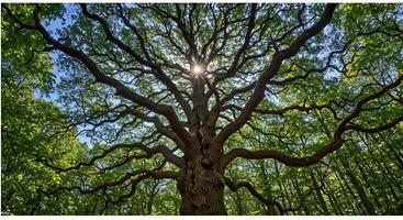 Majestic Tree Canopy Bathed in Sunlight Creates a Serene Forest Atmosphere Displaying Natures Interc photo