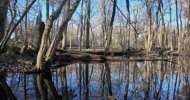 Pan over an forest pond reflecting the surrounding leafless trees in Moenchsbruch nature reserve video