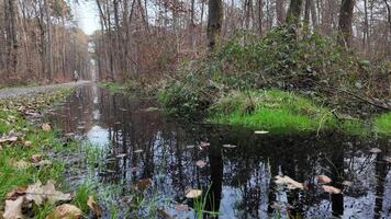 Aerial view of a small swamp pond surrounded by a misty and dense forest video