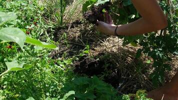 dig up potatoes Peasants collect potatoes with their hands and throw them into baskets. video