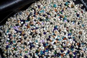 Cowries shells collected from ocean at Puri photo