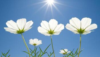 White wildflowers bloom under bright sun in clear blue sky photo