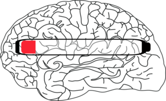 Illustration of a brain with a red progress bar, png